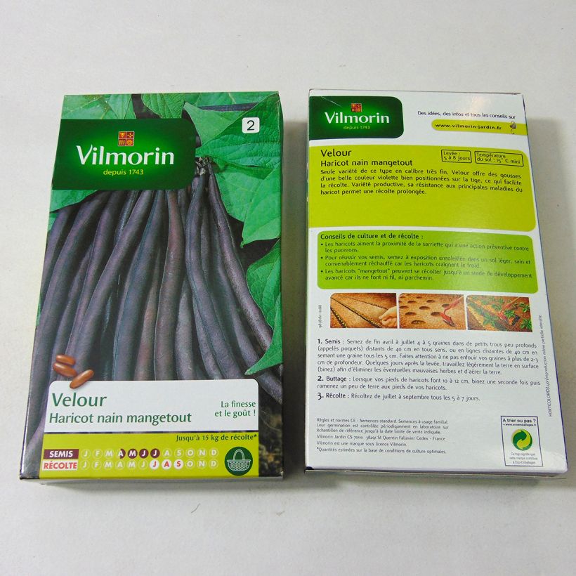 Example of Dwarf French Bean Velour - Vilmorin Seeds per pack of 450 seeds specimen as delivered