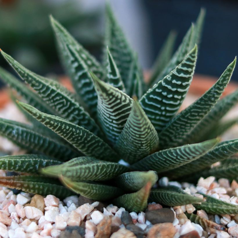 Haworthia limifolia (Foliage)