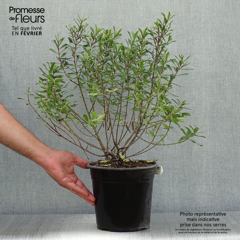 Hebe Celebration 3L/4L pot sample as delivered in autumn