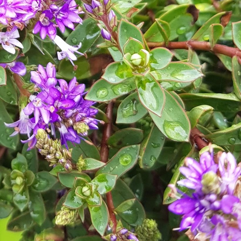 Hebe Claret Crush (Foliage)