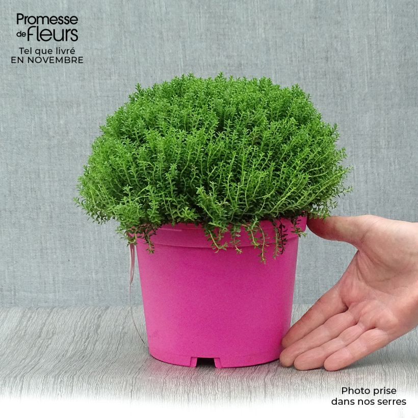 Hebe Green Globe 1.5L/2L pot sample as delivered in autumn