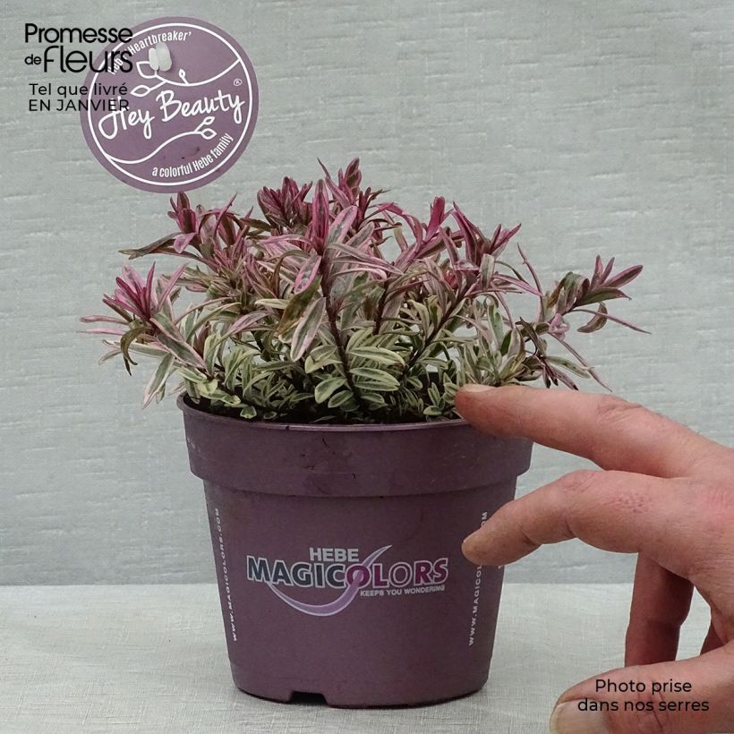 Hebe Heartbreaker 1L/1.5L pot sample as delivered in winter