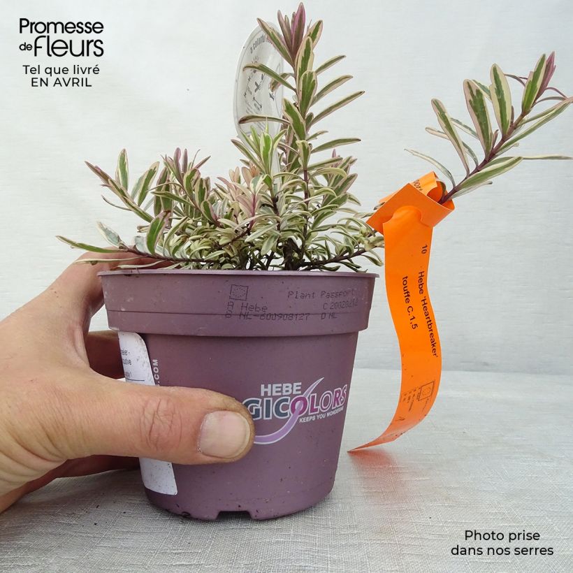 Hebe Heartbreaker 1L/1.5L pot sample as delivered in spring