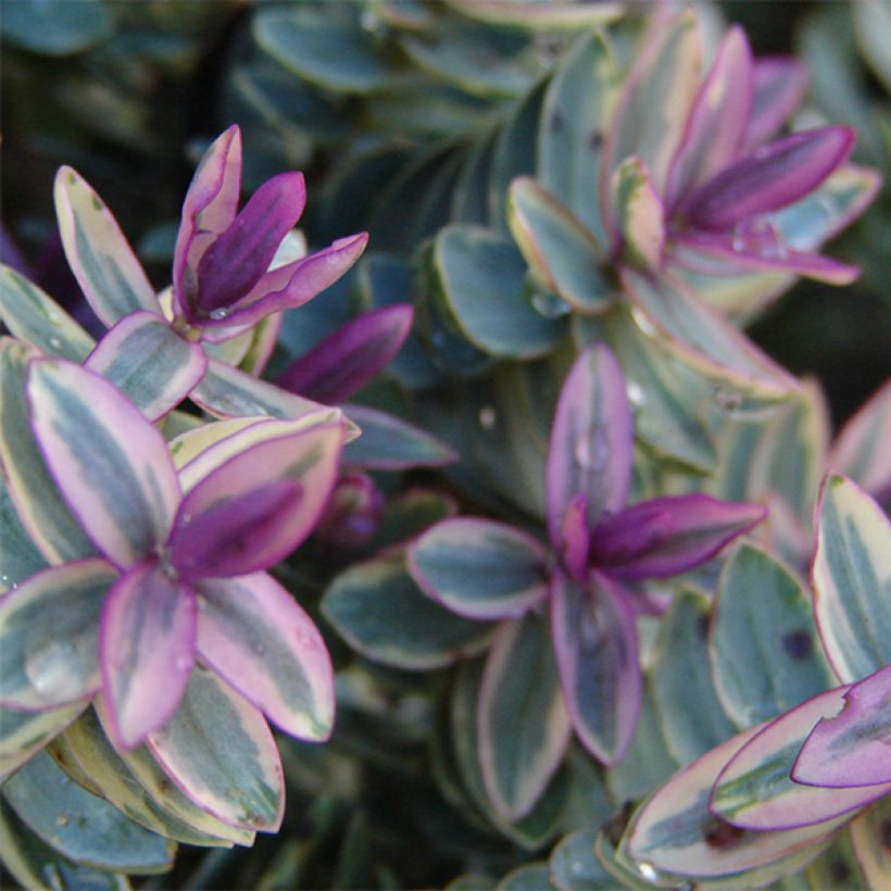 Hebe Lady Ann (Foliage)