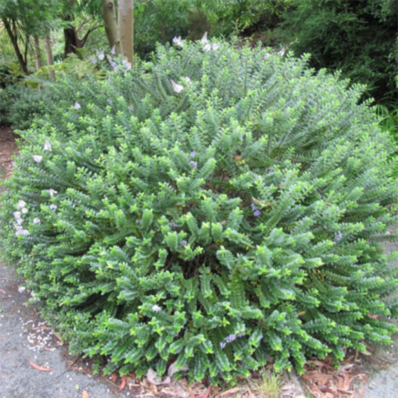 Hebe addenda Linda (Plant habit)