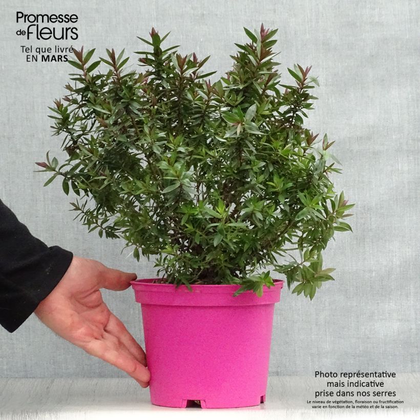 Hebe Raspberry Ripple 2L/3L pot sample as delivered in spring