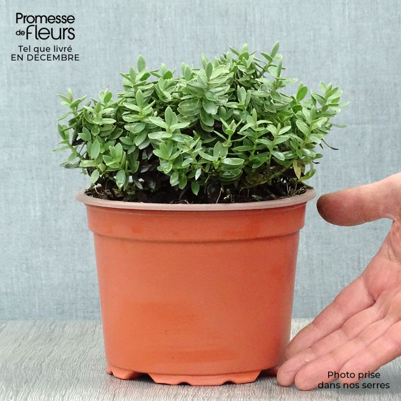 Hebe albicans Red Edge 2L/3L pot sample as delivered in winter