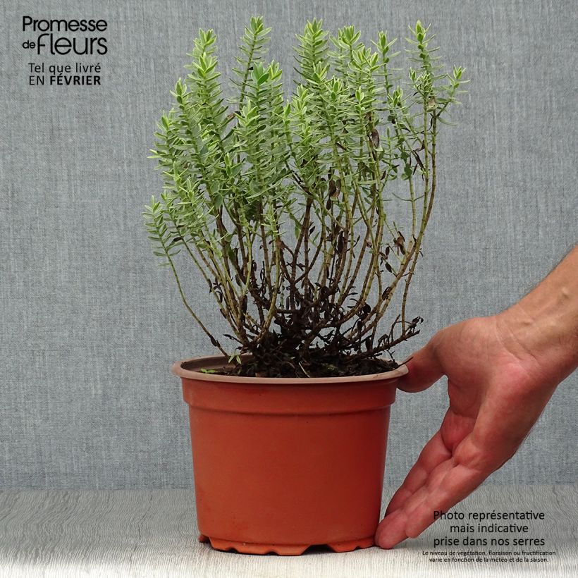 Hebe albicans Red Edge 2L/3L pot sample as delivered in autumn