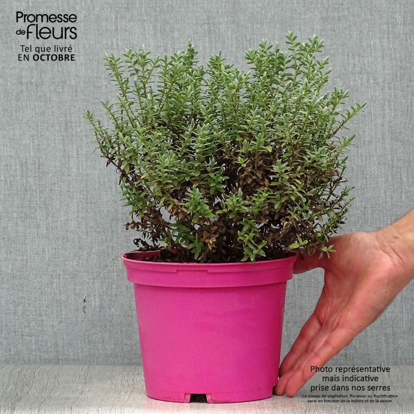 Hebe pinguifolia Sutherlandii 2L/3L pot sample as delivered in autumn
