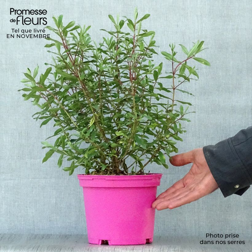 Hebe Wiri Charm 2L/3L pot sample as delivered in autumn