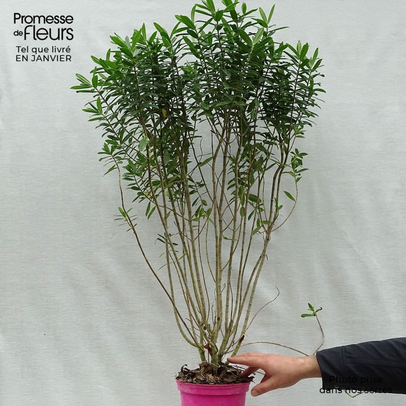 Hebe Wiri Image 2L/3L pot sample as delivered in winter