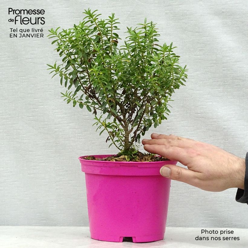 Hebe brachysiphon 2L/3L pot sample as delivered in winter