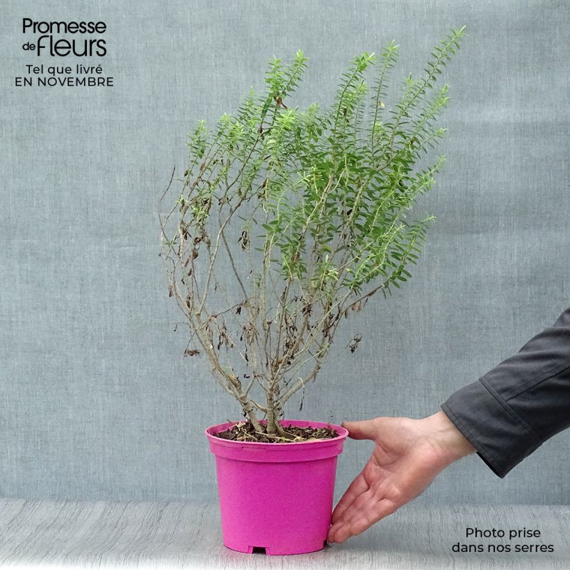 Hebe brachysiphon 2L/3L pot sample as delivered in autumn