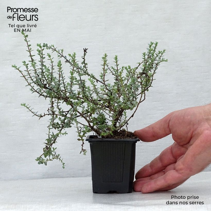 Hebe pimeleoides Quicksilver 8/9 cm pot sample as delivered in spring