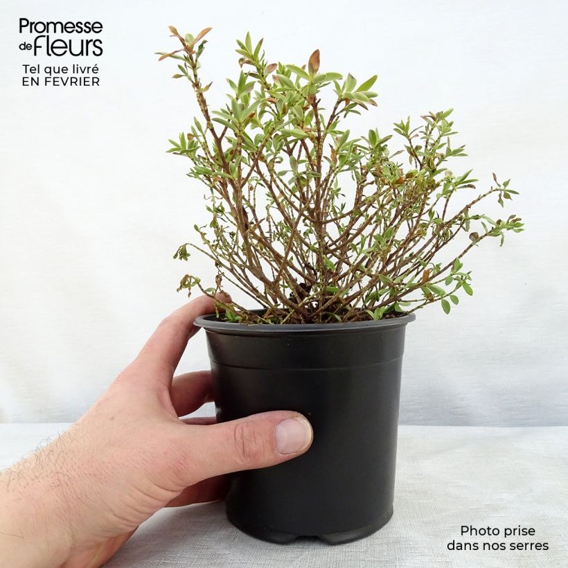 Hebe rakaiensis - Shrubby Veronica 1.5L/2L pot sample as delivered in winter