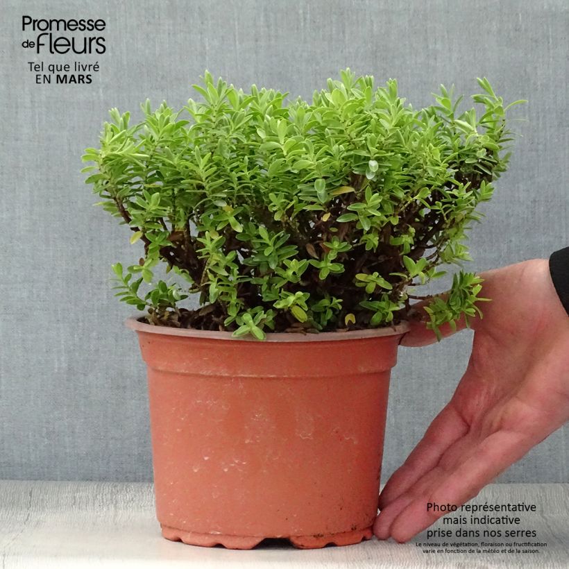Hebe rakaiensis - Shrubby Veronica 1.5L/2L pot sample as delivered in spring