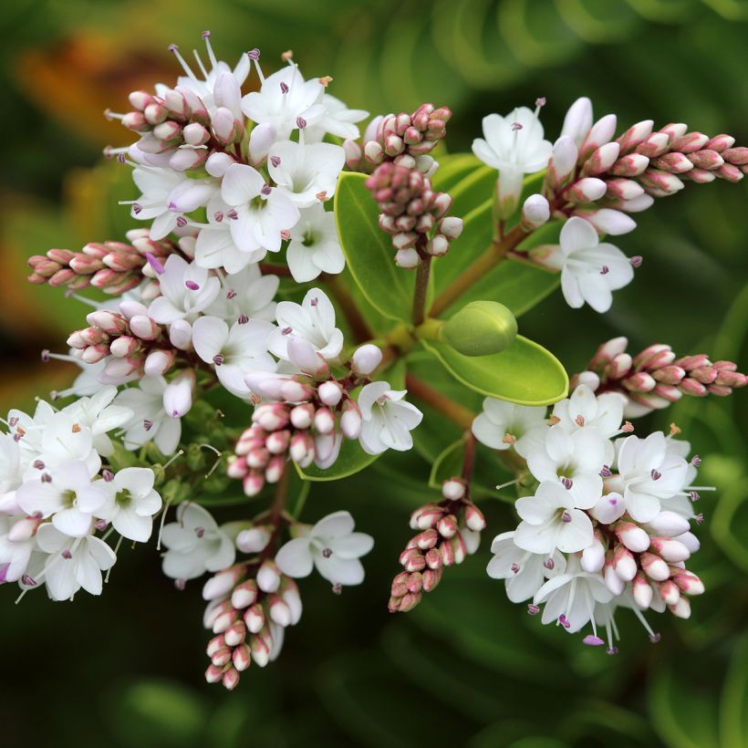 Hebe vernicosa - Shrubby Veronica (Flowering)