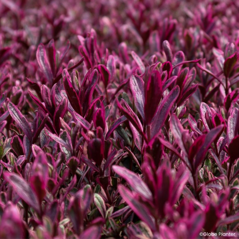 Hebe Magicolors® Black Magic - Shrubby veronica (Foliage)