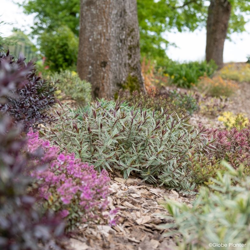 Hebe Colour Dream - Shrubby veronica (Plant habit)