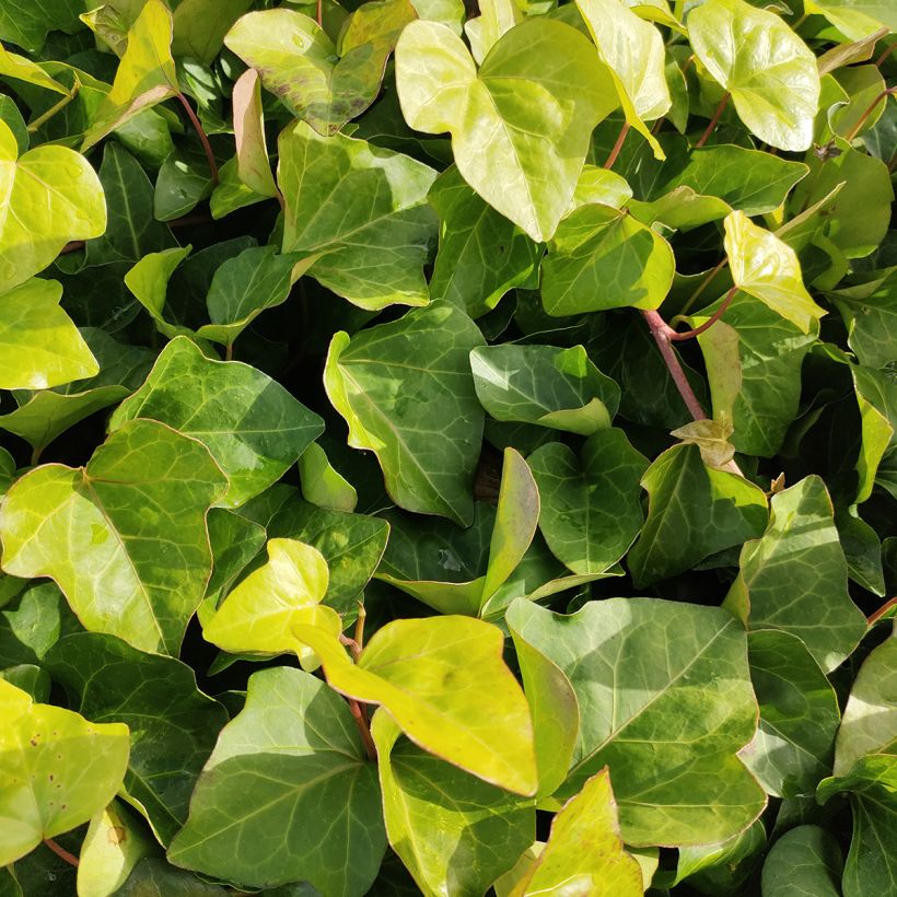 Hedera algeriensis (Foliage)