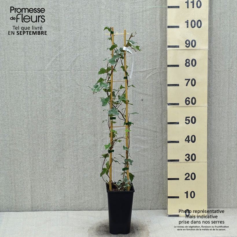 Hedera helix Eva - Common Ivy 2L/3L pot sample as delivered in autumn