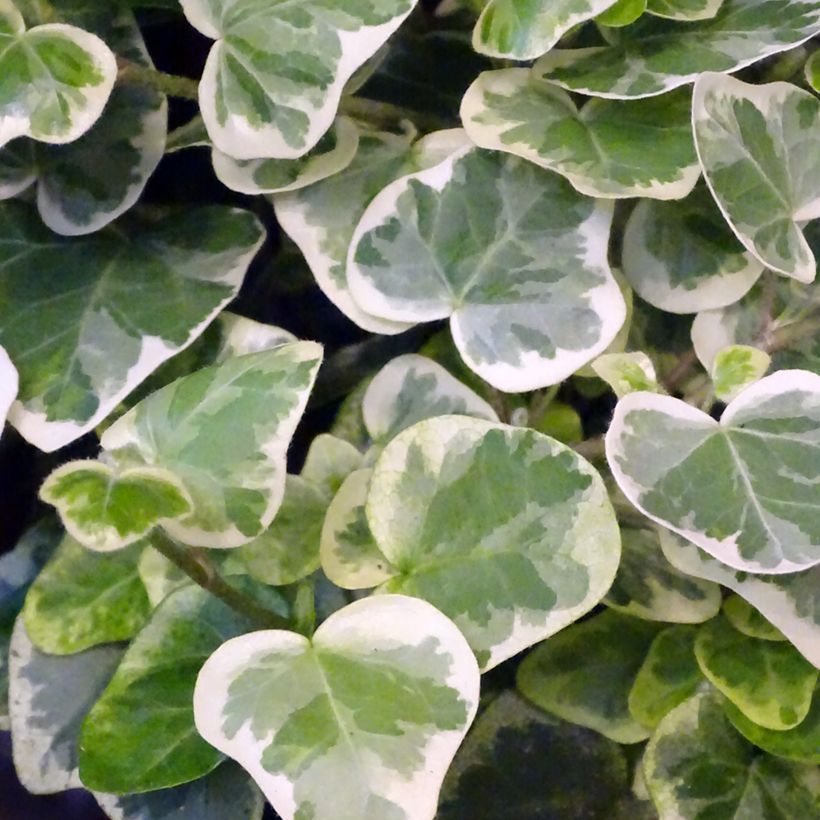 Hedera helix White wonder - Common ivy (Foliage)