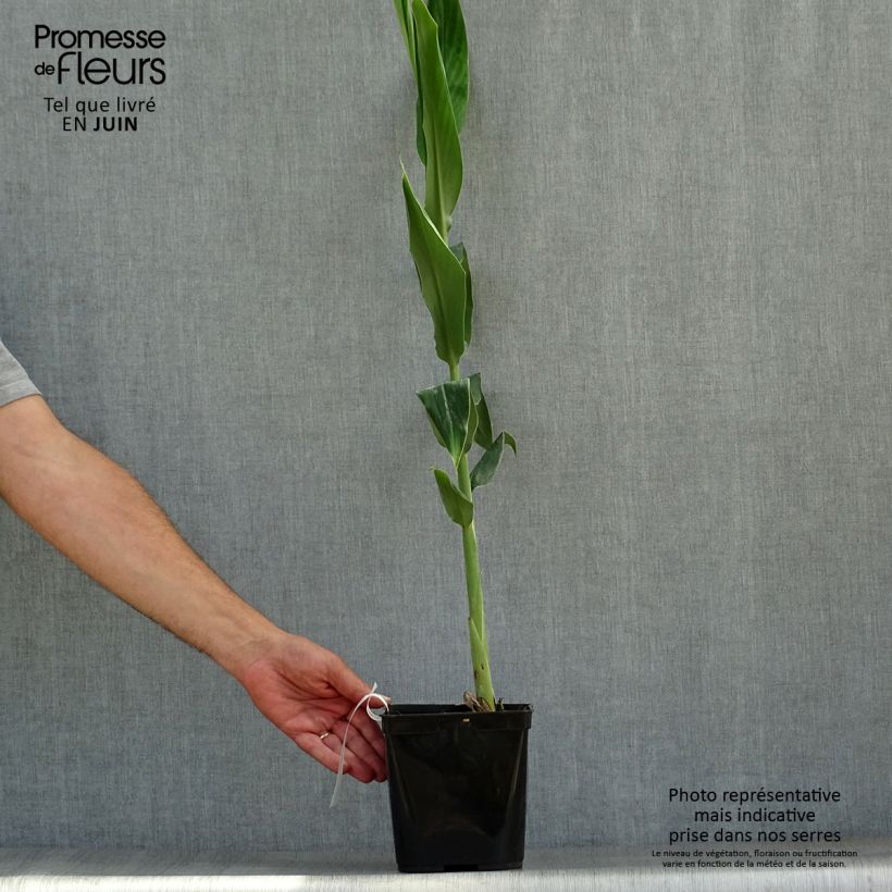 Hedychium coccineum Tara - Ginger Lily Pot 4L/5L pot sample as delivered in summer