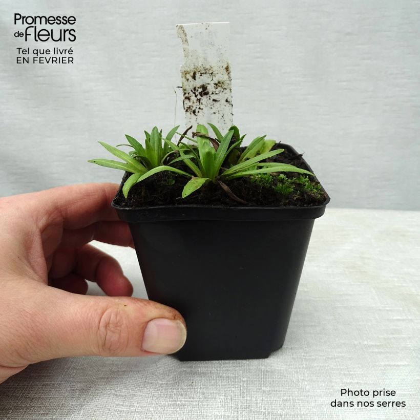 Helenium Baudirektor Linne 8/9 cm pot sample as delivered in winter