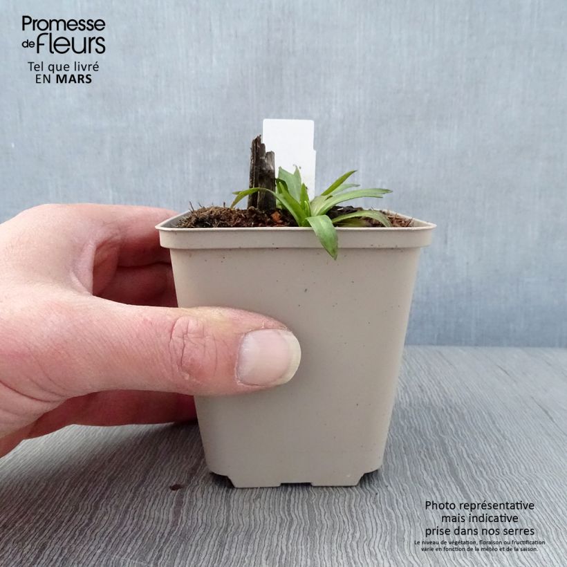 Helenium Baudirektor Linne 8/9 cm pot sample as delivered in spring