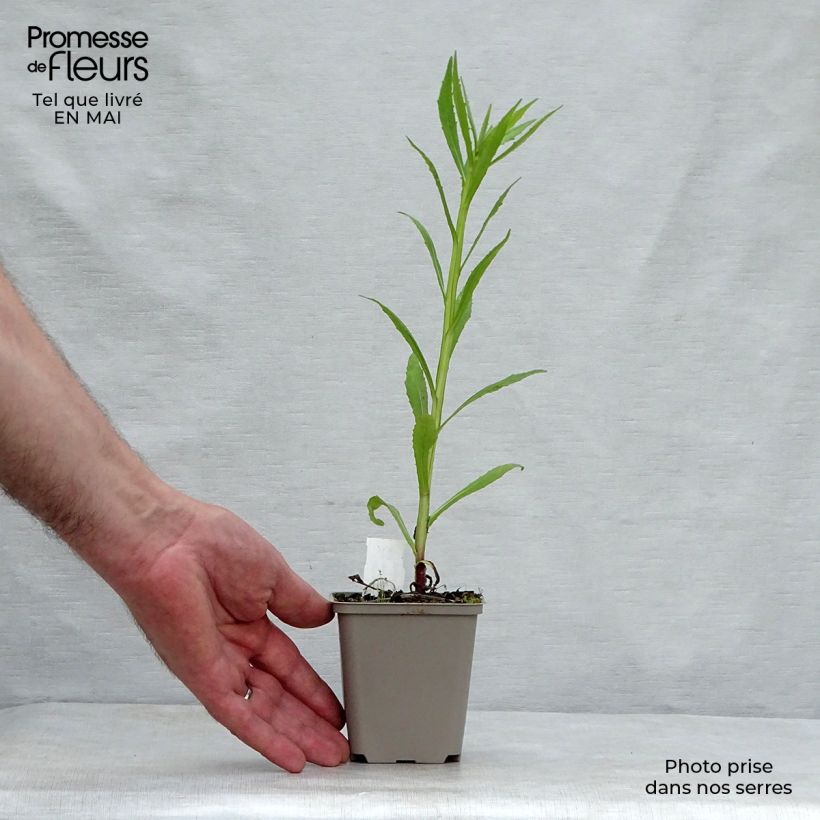 Helenium Double Trouble 8/9 cm pot sample as delivered in spring