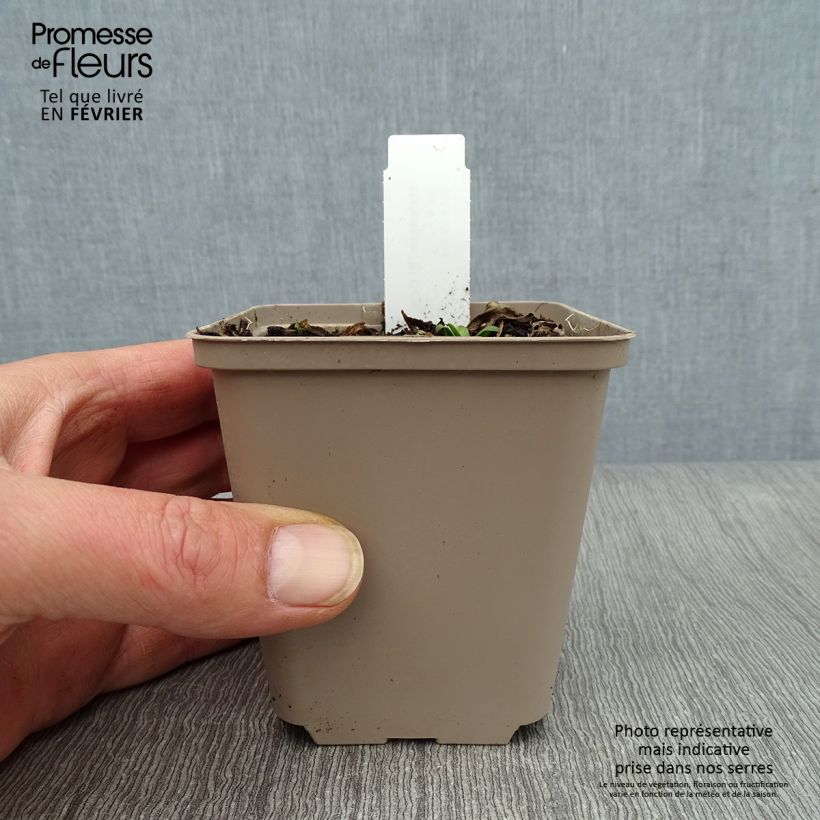 Helenium El Dorado 8/9 cm pot sample as delivered in winter