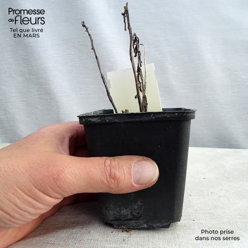 Helenium Fancy Fan 8/9 cm pot sample as delivered in spring