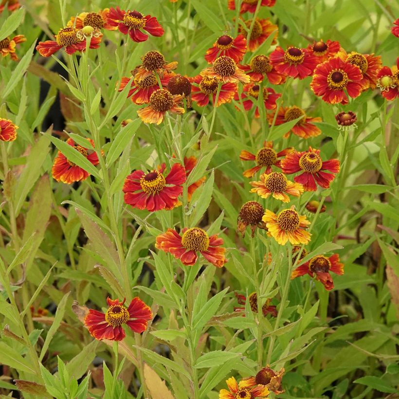 Helenium Flammendes Katchen - Sneezeweed (Plant habit)