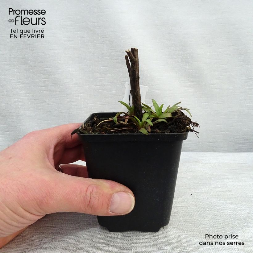 Helenium Flammendes Katchen - Sneezeweed 8/9 cm pot sample as delivered in winter