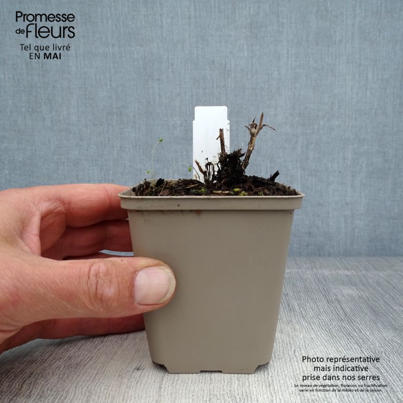 Helenium Flammenspiel 8/9 cm pot sample as delivered in spring