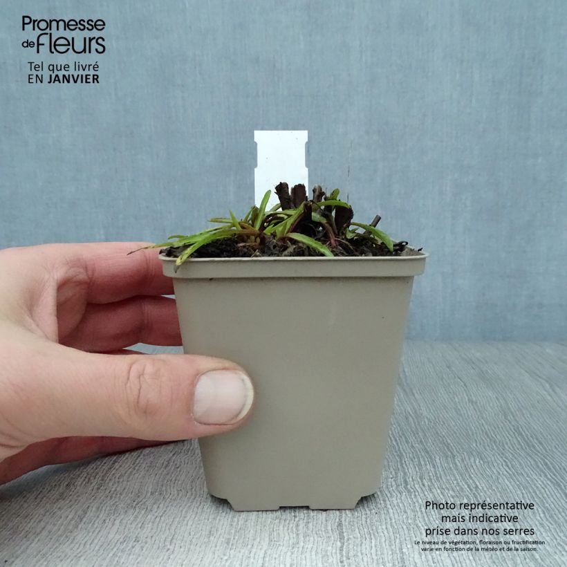 Helenium Fuego 8/9 cm pot sample as delivered in winter