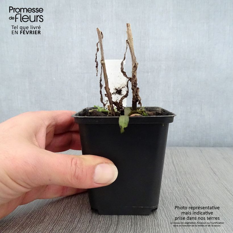 Helenium Mardi Gras 8/9 cm pot sample as delivered in winter