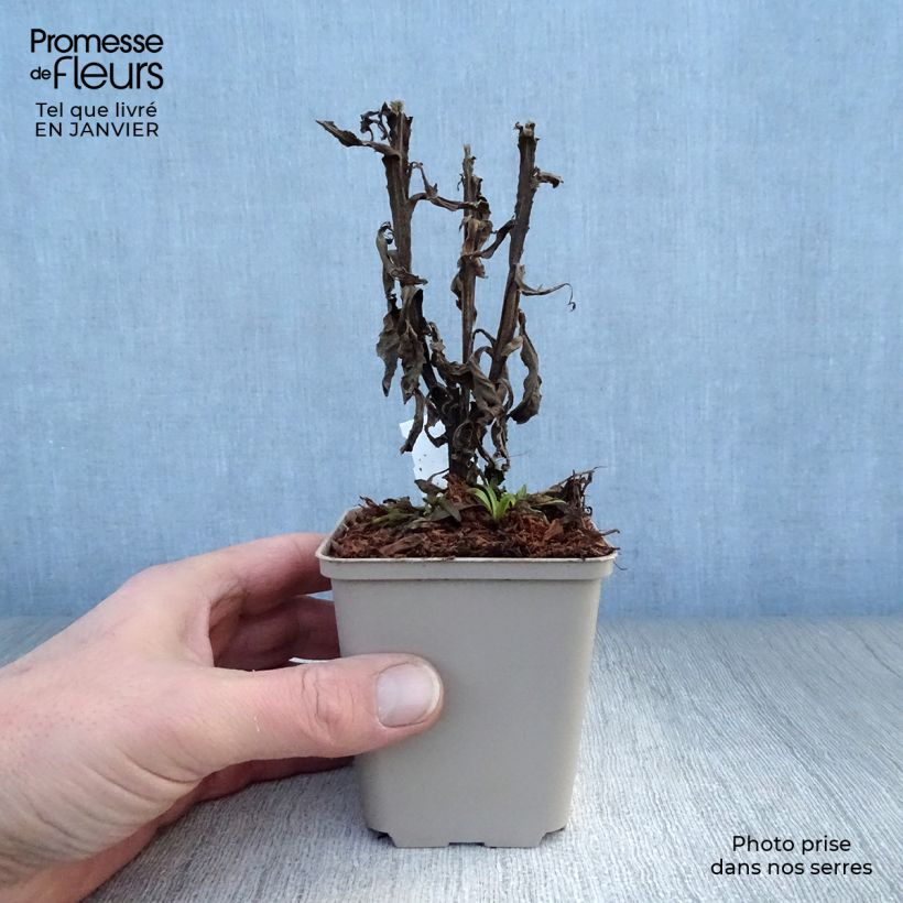 Helenium Poncho 8/9 cm pot sample as delivered in winter