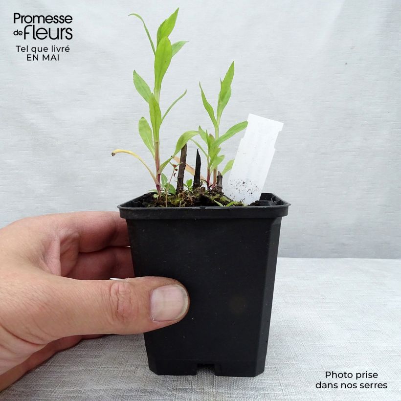 Helenium Potters Wheel 8/9 cm pot sample as delivered in spring