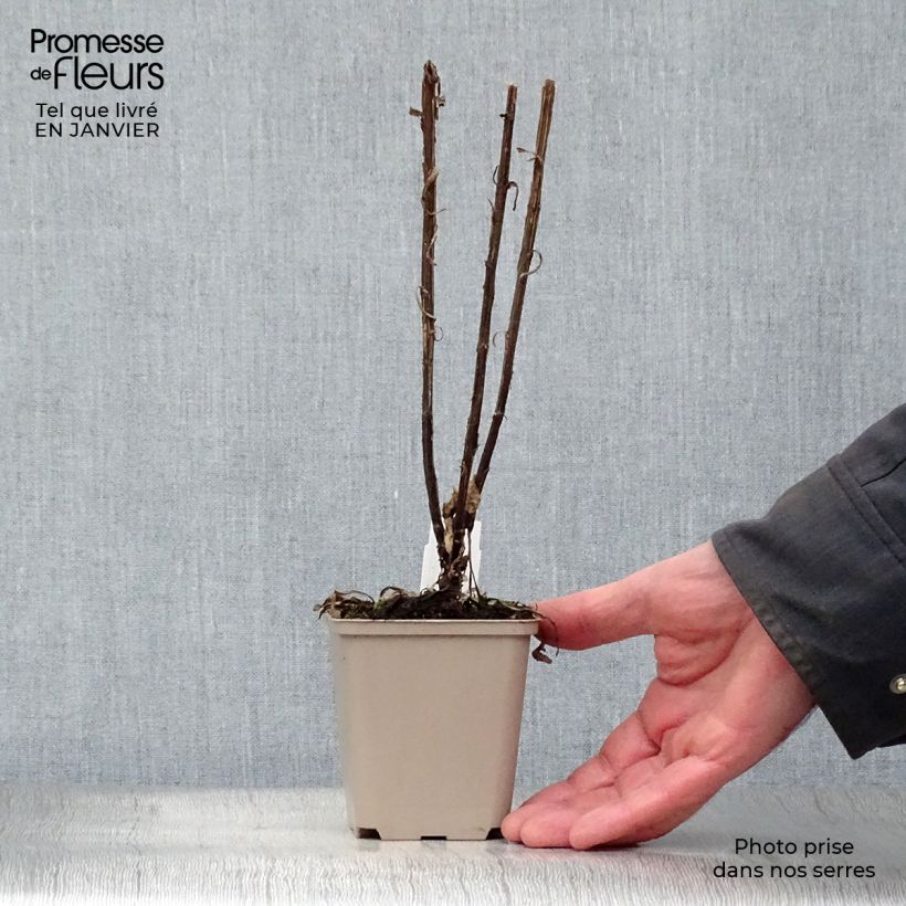 Helenium Potters Wheel 8/9 cm pot sample as delivered in winter