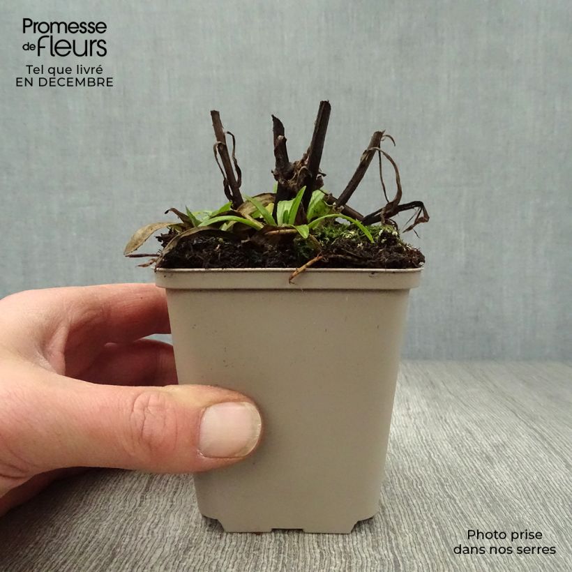 Helenium Mariachi Ranchera 8/9 cm pot sample as delivered in winter