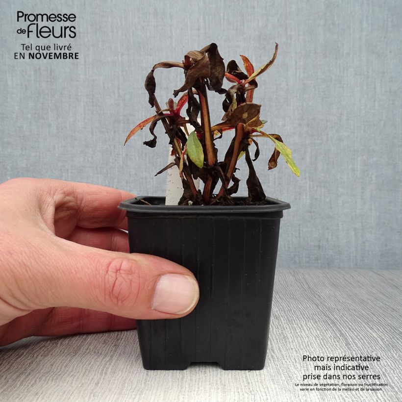 Helenium Rauchtopas 8/9 cm pot sample as delivered in autumn
