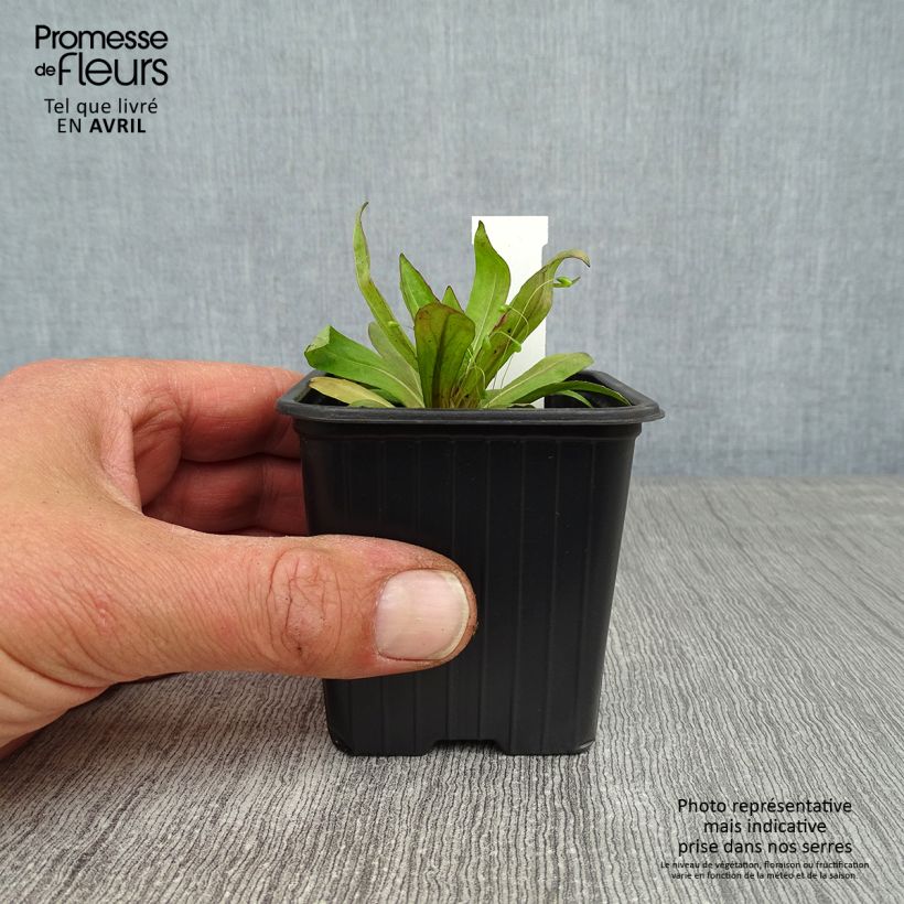 Helenium Rauchtopas 8/9 cm pot sample as delivered in spring