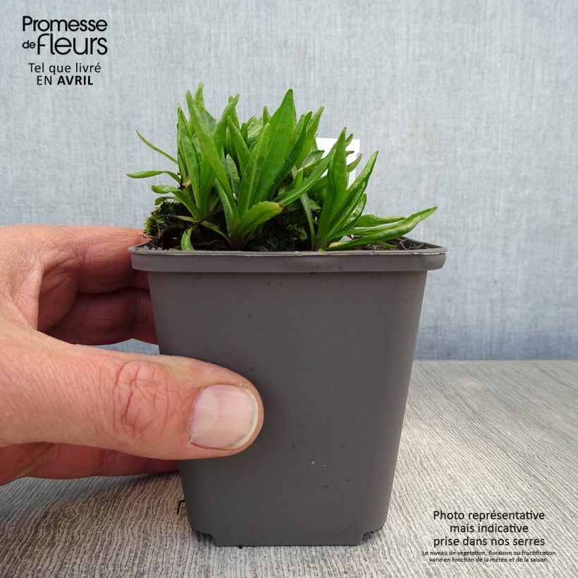 Helenium Red Jewel 8/9 cm pot sample as delivered in spring