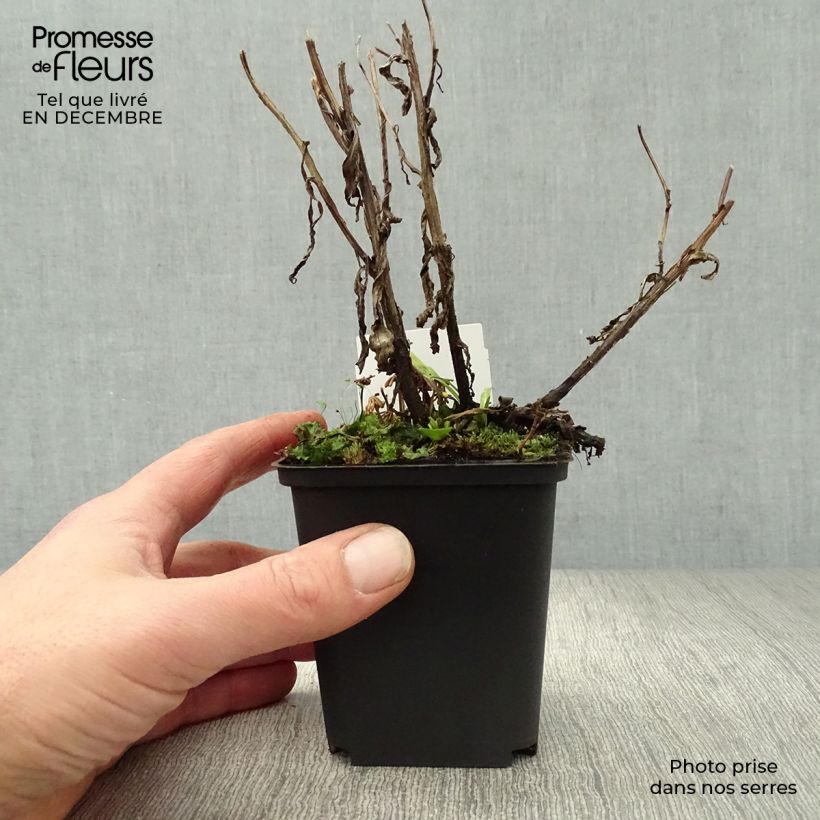 Helenium Rubinzwerg 8/9 cm pot sample as delivered in winter