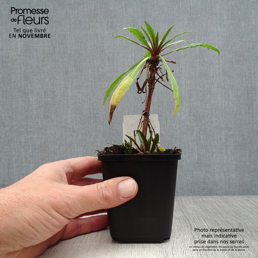 Helenium Rubinzwerg 8/9 cm pot sample as delivered in autumn