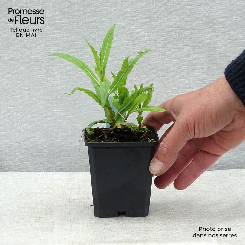 Helenium Rubinzwerg 8/9 cm pot sample as delivered in spring