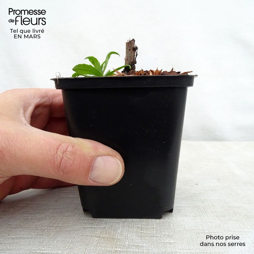 Helenium Ruby Tuesday 8/9 cm pot sample as delivered in spring