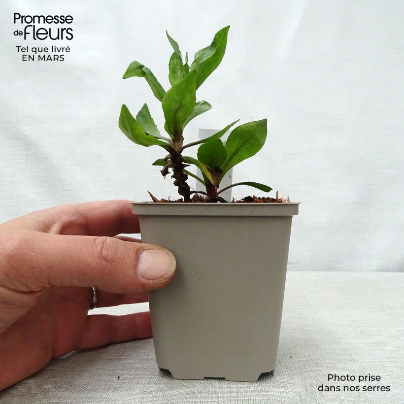 Helenium Sahins Early Flowerer 8/9 cm pot sample as delivered in spring