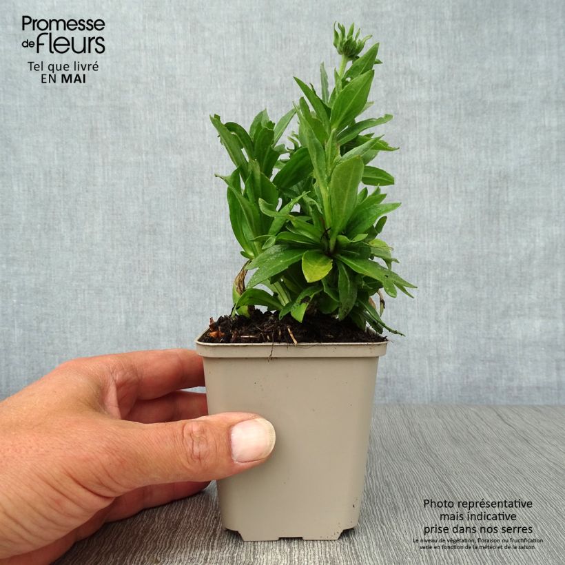 Helenium autumnale Short and Sassy 8/9 cm pot sample as delivered in spring